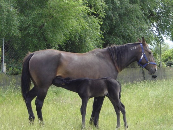 Equine services for horse and it's foal