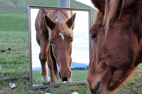 Horse looking at itself in the mirror.