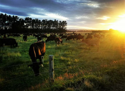 Cows grazing