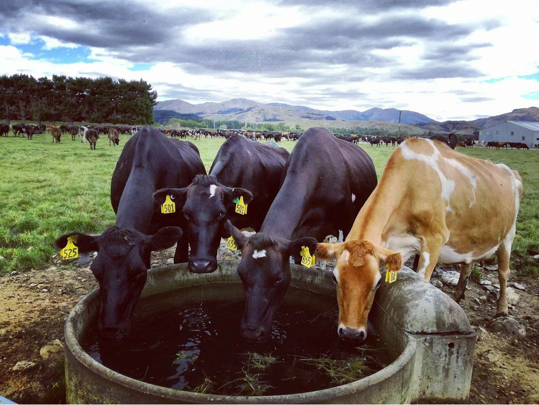 Cows drinking water