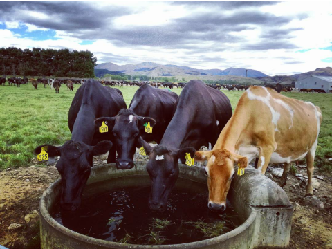 Milk Quality Review