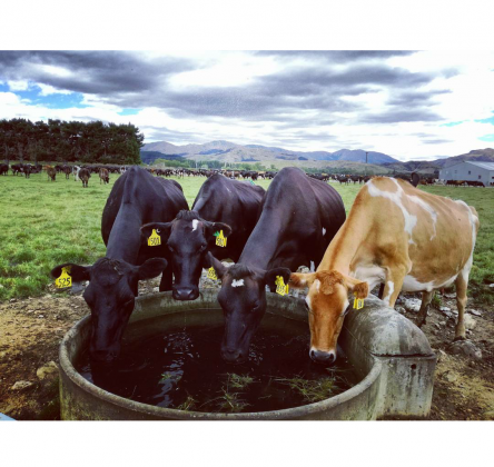 Milk Quality Review