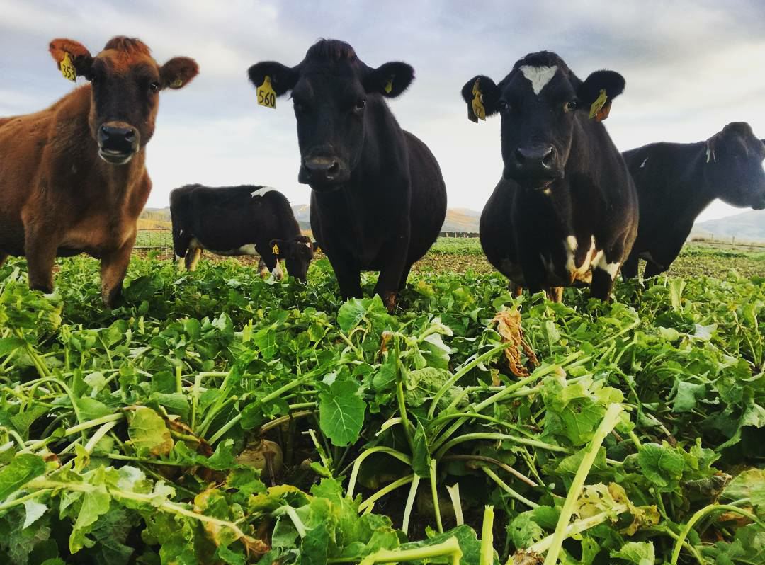 Cows hanging out in field