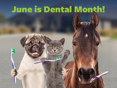 June is Dental Month