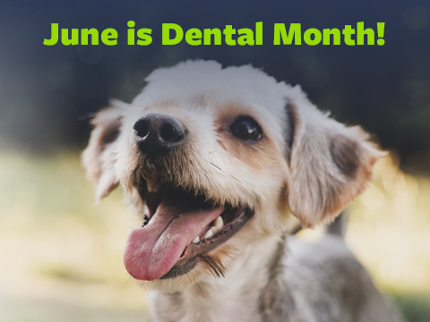 June is Dental Month