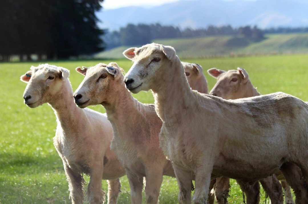 Sheep standing in paddock