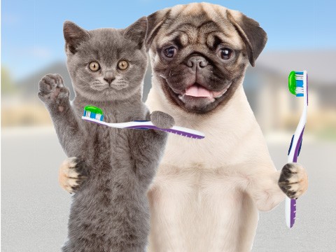 September is Dental Month