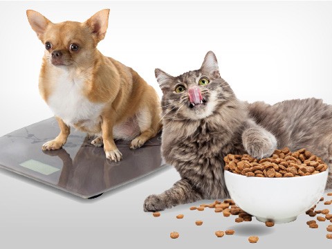 October is Pet Slimmers Month
