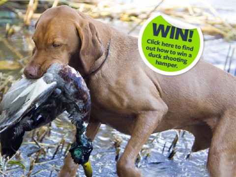 April is Duck Dog WOF Month