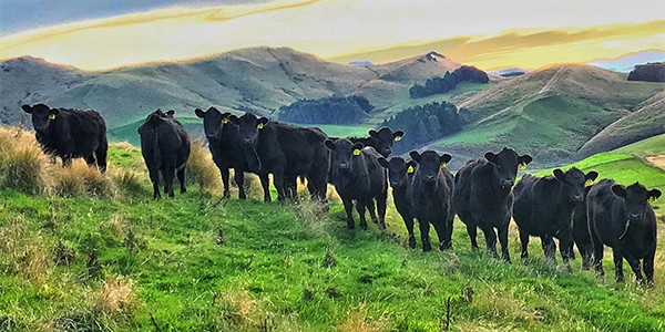 Cows standing on hill