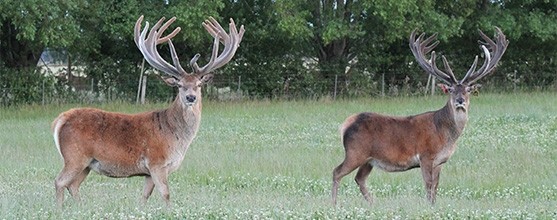 Deer running around in paddock