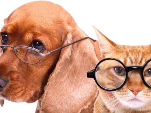 March is Senior Wellness Month