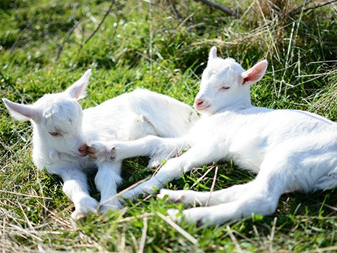 Goats - Lifestyle Animals