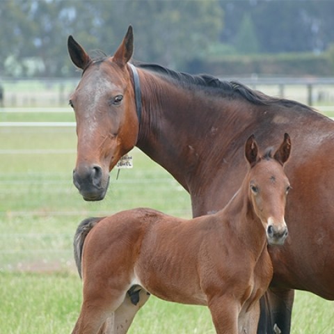 Equine