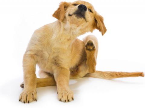 January is itchy dog month!