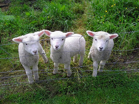 Lambs - Lifestyle Animals