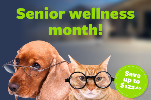 March is Senior Wellness Month