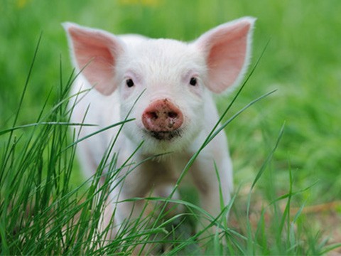 Pigs - Lifestyle Animals