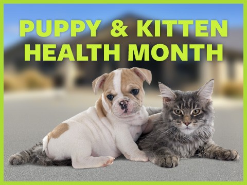 Puppy & Kitten Health Month