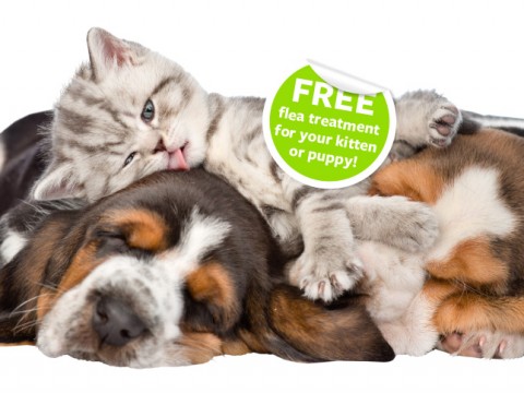 February is Puppy and Kitten Month