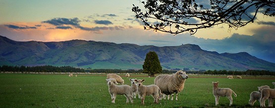 Sheep hanging out in paddock